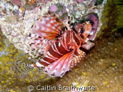 Lion Fish, Julian Rocks by Caitlin Braithwaite 